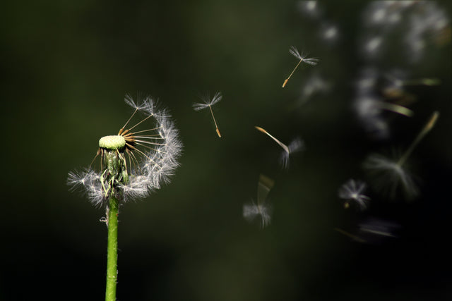 Close-up of dandelion seeds blowing away from green stem against dark blurred background