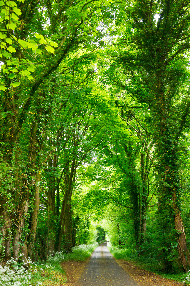 Narrow country lane surrounded by tall green trees and dense foliage in bright daylight